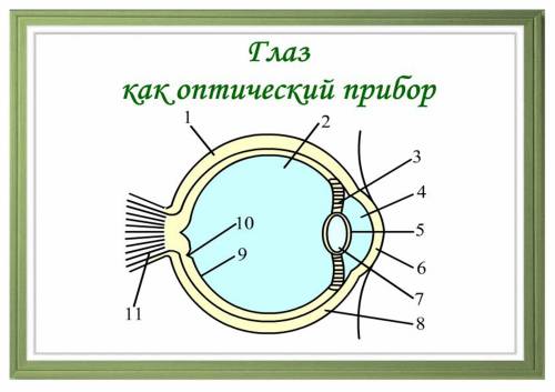 Глаз как оптический прибор презентация